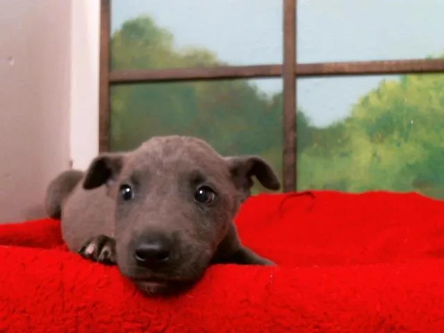 A baby small-sized male German Shepherd Dog dog named Valentino for adoption in Houston, TX