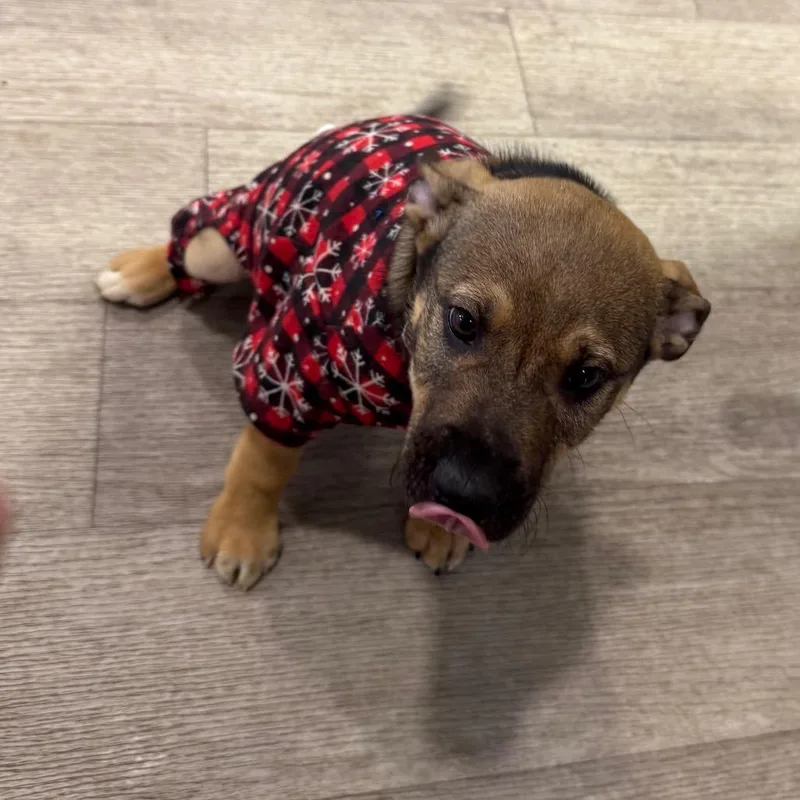 A baby large-sized male Black German Shepherd Dog dog named Tempo for adoption in Waldorf, MD