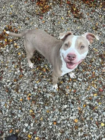An adult large-sized male Mixed Breed dog named Frank for adoption in Pensacola, FL