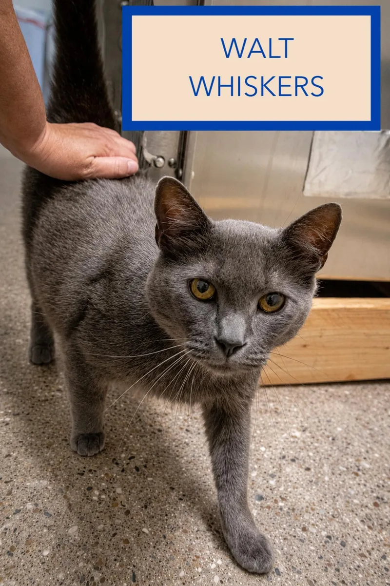 Walt Whiskers thumbnail 2