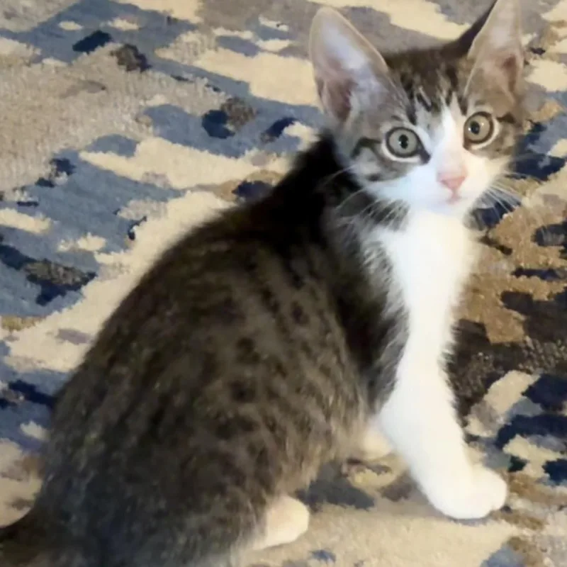 A baby small-sized male Black Domestic Short Hair cat named Spearow Miller for adoption in Morrison, CO