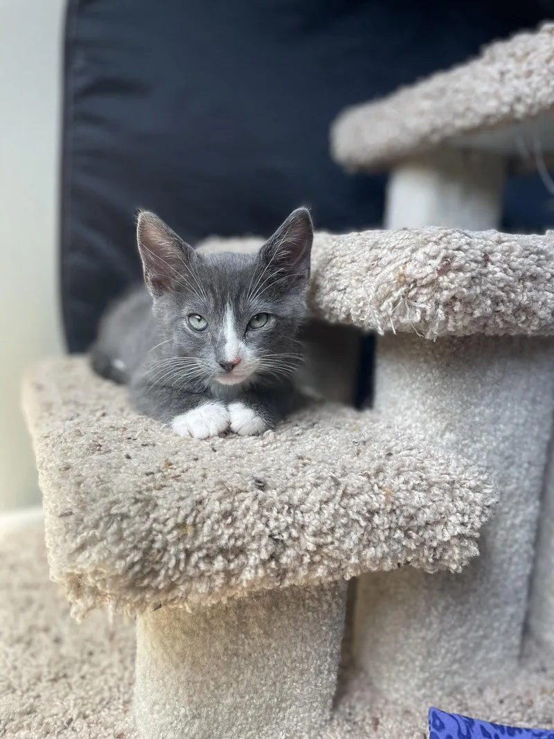 A baby medium-sized male Russian Blue cat named Zukko for adoption in Laguna Niguel, CA