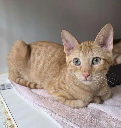 A baby medium-sized male Domestic Short Hair cat named Crunch for adoption in Clinton, MO