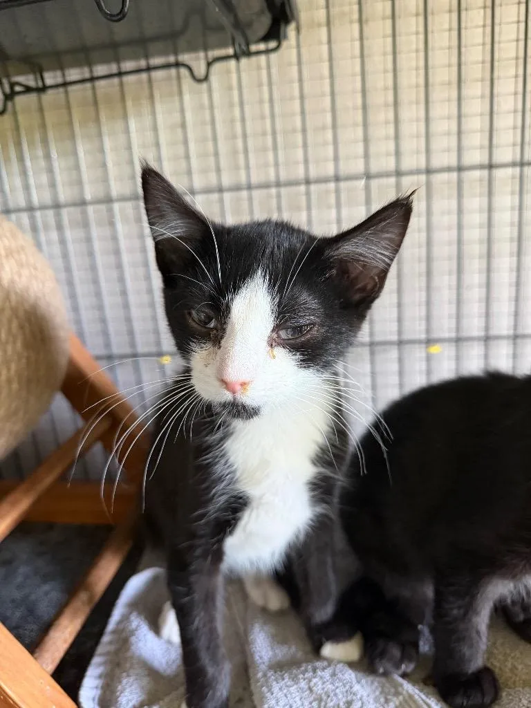 A baby medium-sized male Domestic Short Hair cat named Mason for adoption in Cloquet, MN