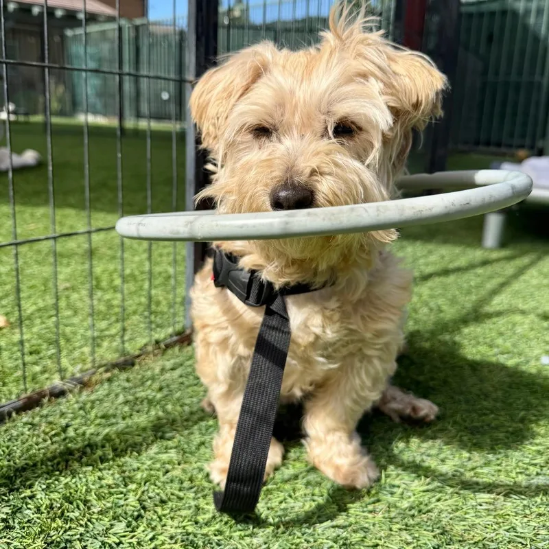 Piper
