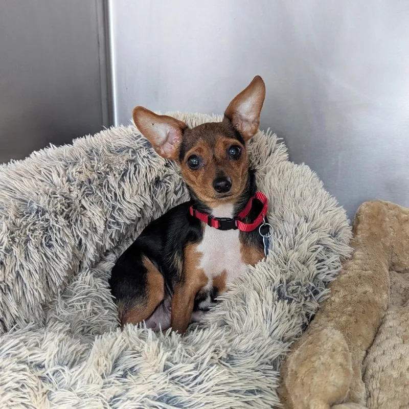 An adult small-sized female Black Chihuahua dog named Chick Pea for adoption in Boerne, TX