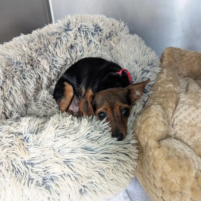 Chick Pea thumbnail 2