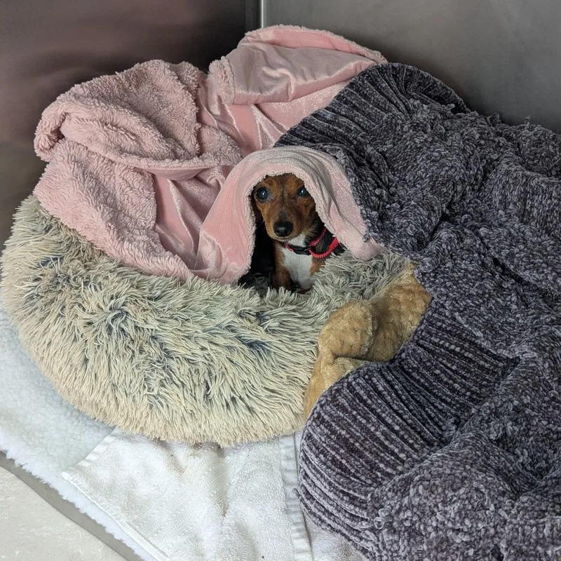 Chick Pea thumbnail 3