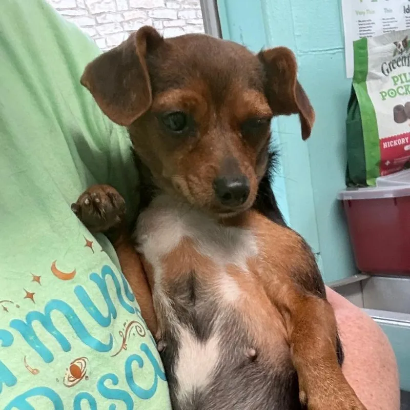 Chick Pea thumbnail 4