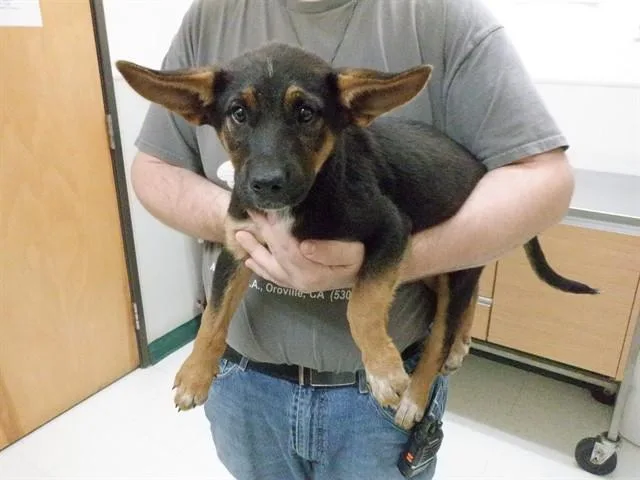 A baby small-sized female Australian Cattle Dog / Blue Heeler dog named Symphony for adoption in Oroville, CA