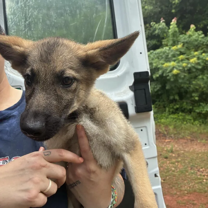 A baby small-sized male White / Cream German Shepherd Dog dog named Sky for adoption in Griffin, GA
