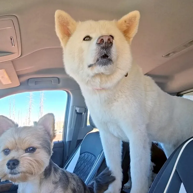 An adult medium-sized female Japanese Akita dog named Kiva for adoption in St. George, UT