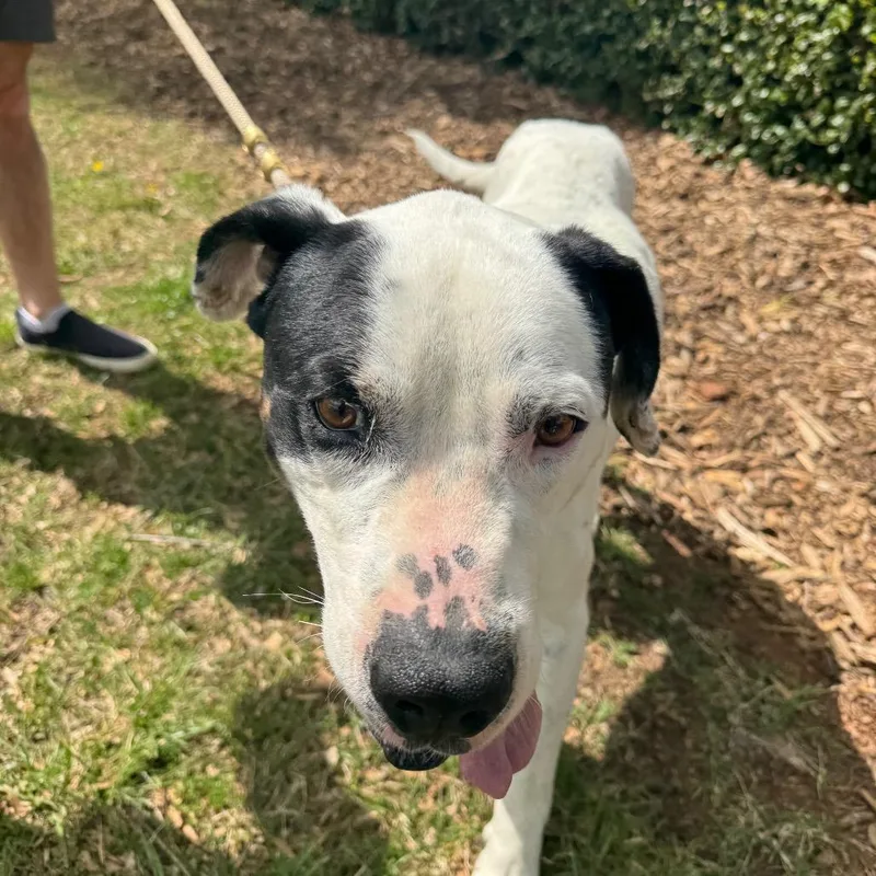 An adult large-sized male White / Cream Mixed Breed dog named Dotty for adoption in Winston-Salem, NC