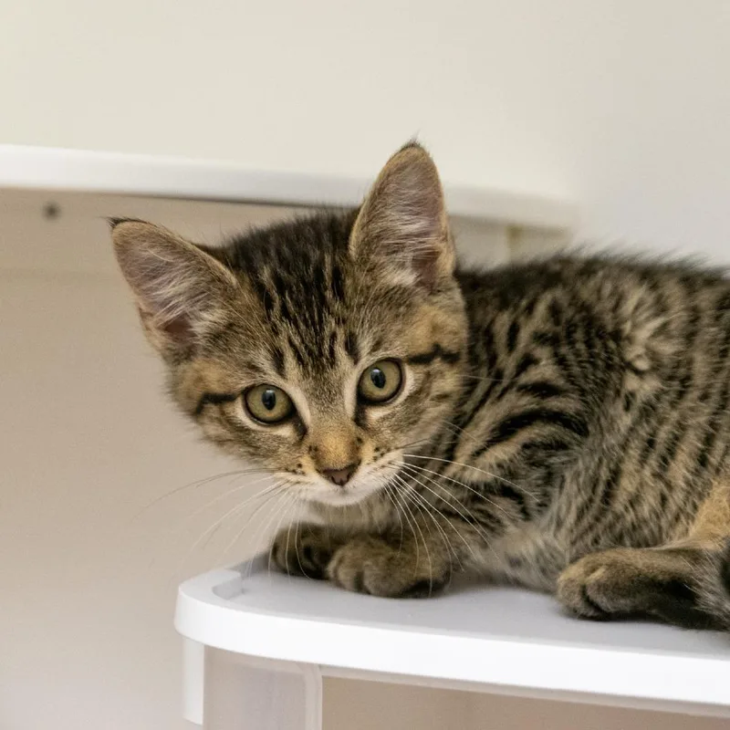 A baby small-sized female Brown / Chocolate Domestic Short Hair cat named Challah for adoption in New York, NY