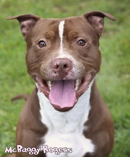 An adult large-sized male Pit Bull Terrier dog named Ghost Of Mcbaggy Rogers for adoption in Mason, MI
