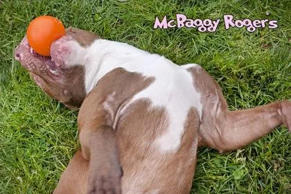 Ghost Of Mcbaggy Rogers thumbnail 3