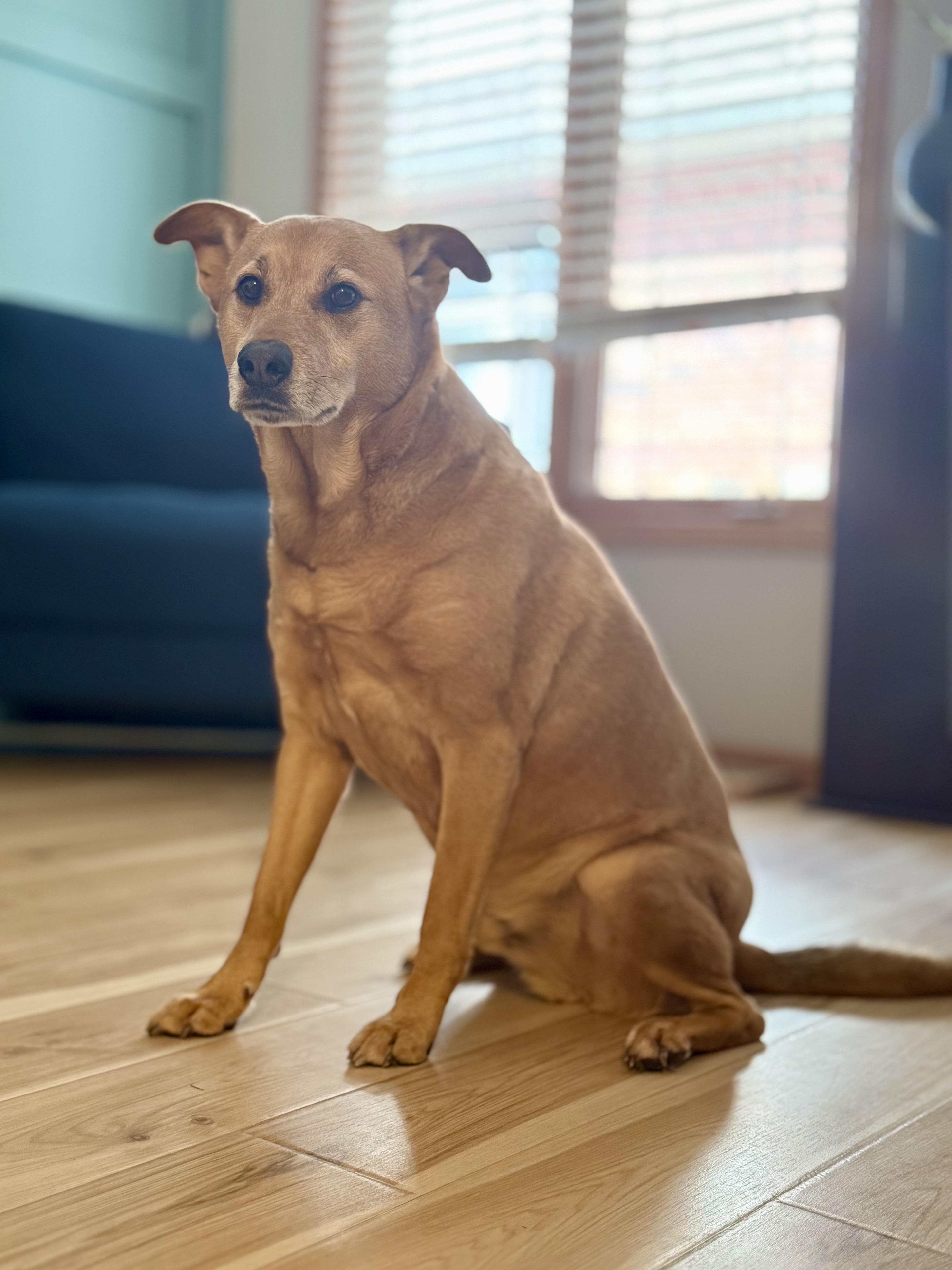 An adult large-sized male Yellow / Tan / Blond / Fawn Labrador Retriever dog named Aj for adoption in Mokena, IL