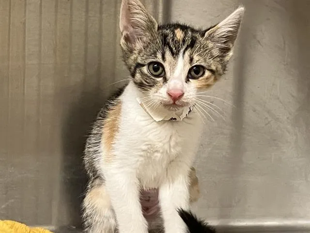 A baby small-sized female Domestic Short Hair cat named Erin for adoption in Tustin, CA