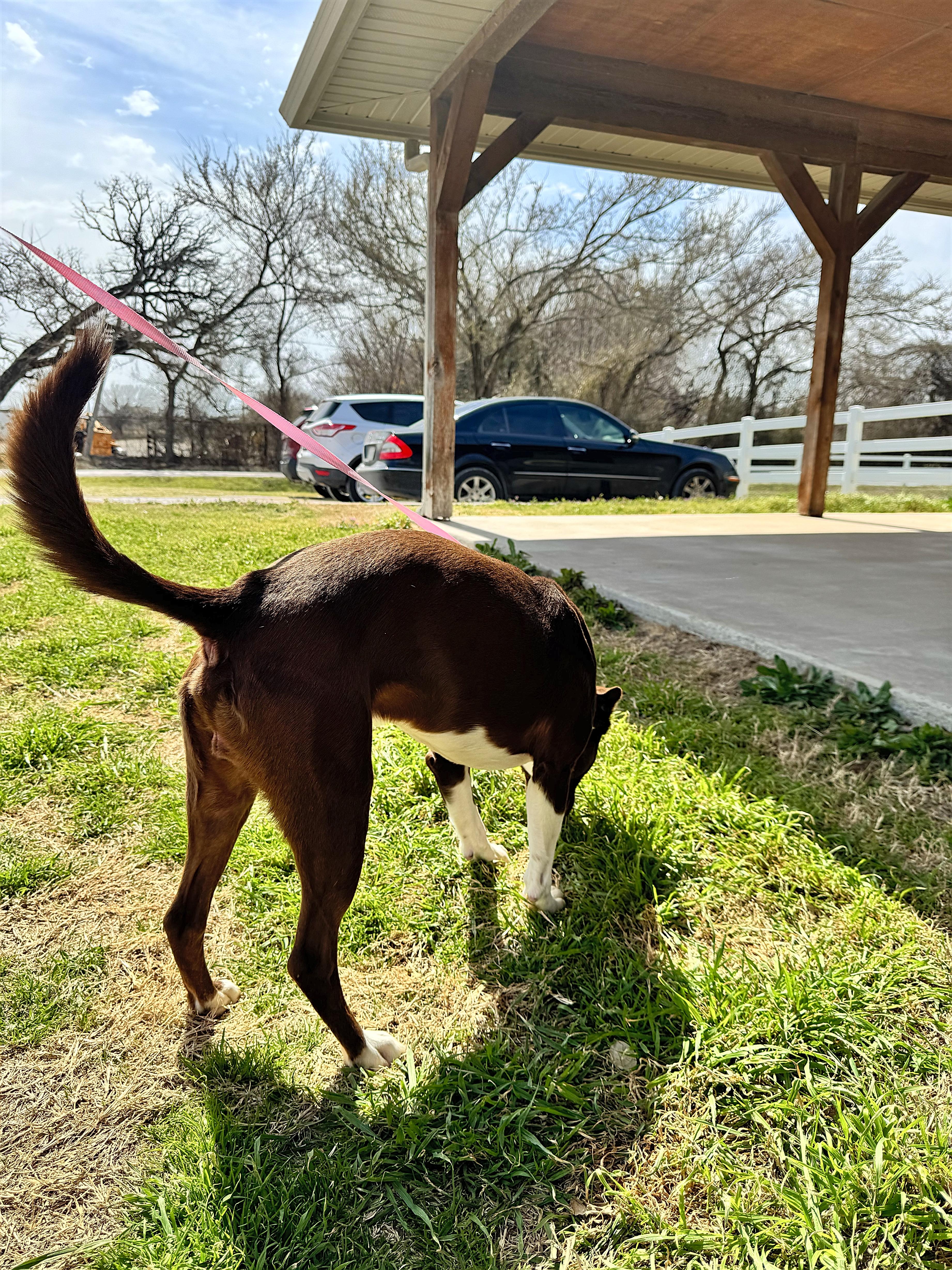 A young medium-sized male Bicolor Border Collie dog named Cooper for adoption in Haslet, TX