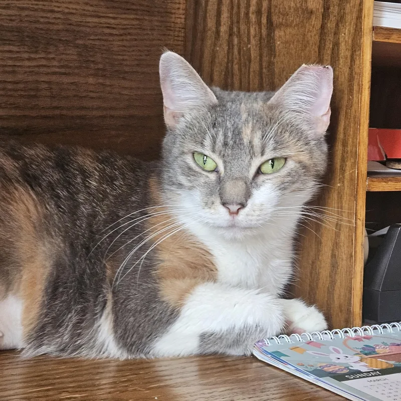 An adult medium-sized female Calico Domestic Short Hair cat named Lina for adoption in White Marsh, MD