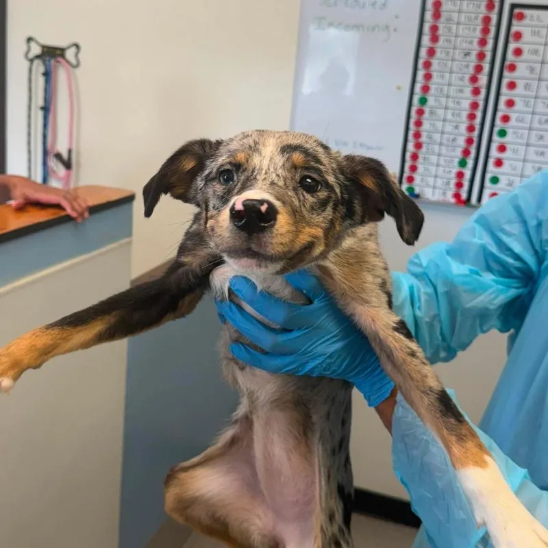 A young small-sized female Black Australian Shepherd dog named Cereal Box for adoption in Austin, TX