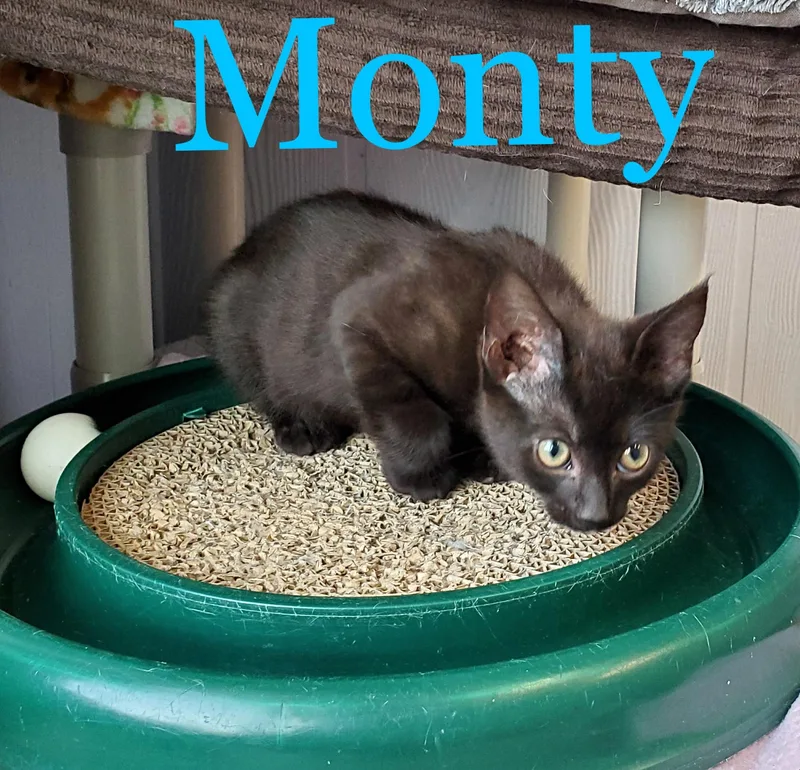 Monty