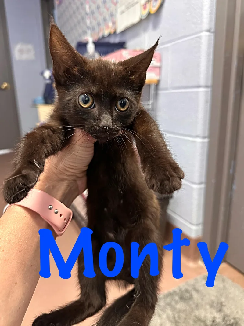 Monty thumbnail 3