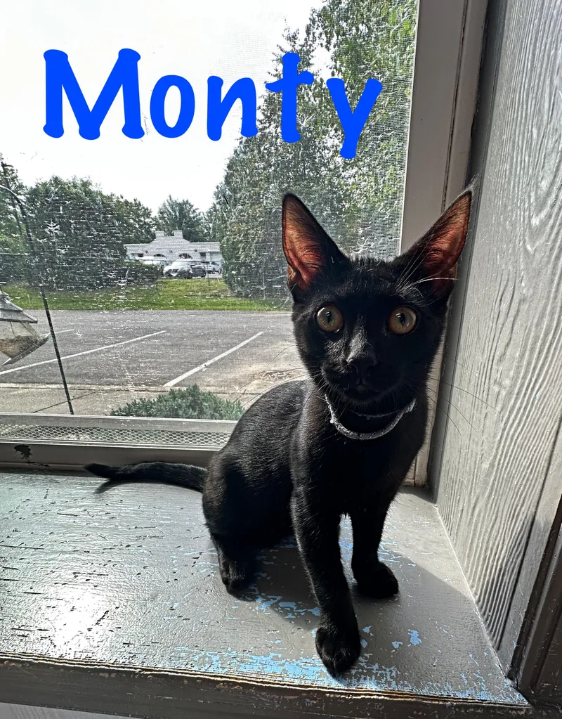 Monty thumbnail 6
