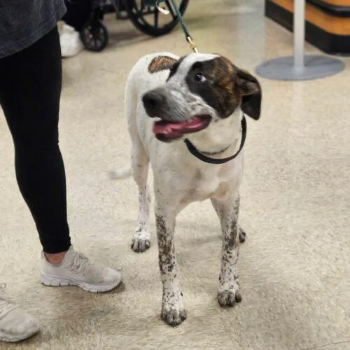 A baby medium-sized male Yellow / Tan / Blond / Fawn Anatolian Shepherd dog named Howard for adoption in Broken Arrow, OK