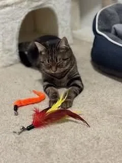 Puddy Tat thumbnail 2