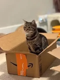 Puddy Tat thumbnail 3