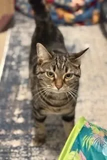 Puddy Tat thumbnail 4