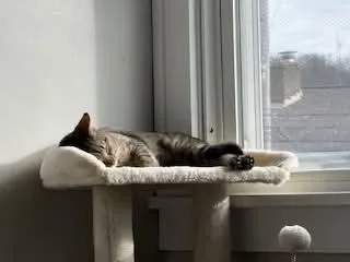 Puddy Tat thumbnail 5