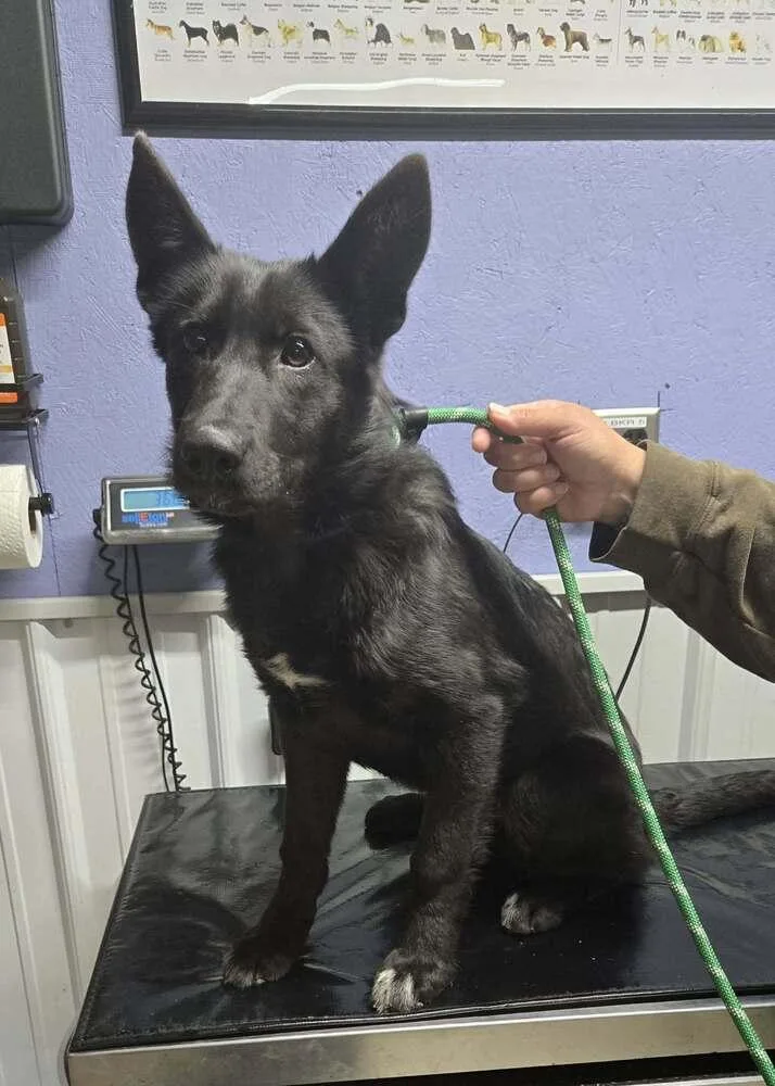 A young medium-sized female Black Shepherd dog named Sadie for adoption in Waverly, OH