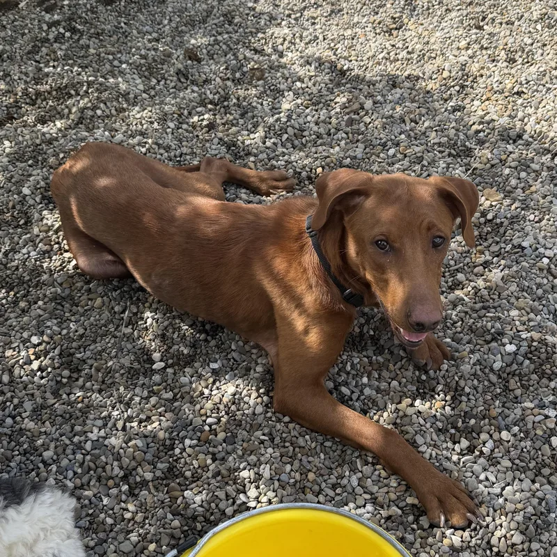 An adult medium-sized female Labrador Retriever dog named Sadie for adoption in New Albany, OH