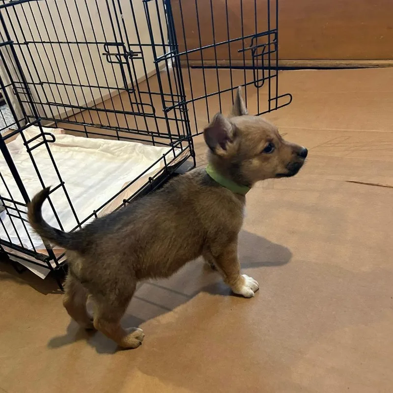 A baby small-sized female Yellow / Tan / Blond / Fawn Cardigan Welsh Corgi dog named Sage for adoption in Joliet, IL