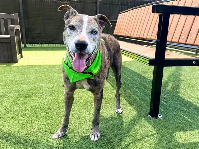 An adult large-sized male Catahoula Leopard Dog dog named Baxter for adoption in Tustin, CA