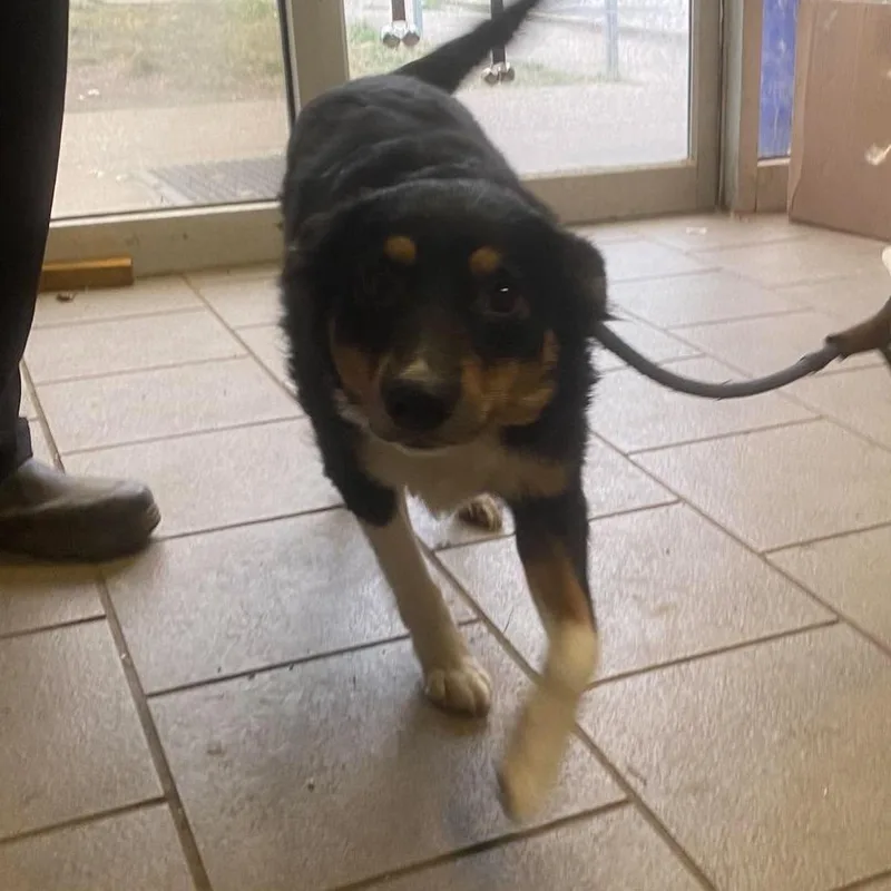 An adult small-sized female Black Mixed Breed dog named Clarice Stray Hold for adoption in Huntington, WV