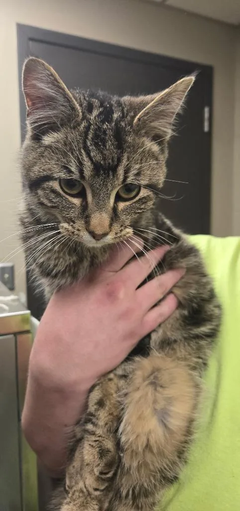 A young small-sized male Domestic Short Hair cat named Kevin for adoption in Saint Clairsville, OH