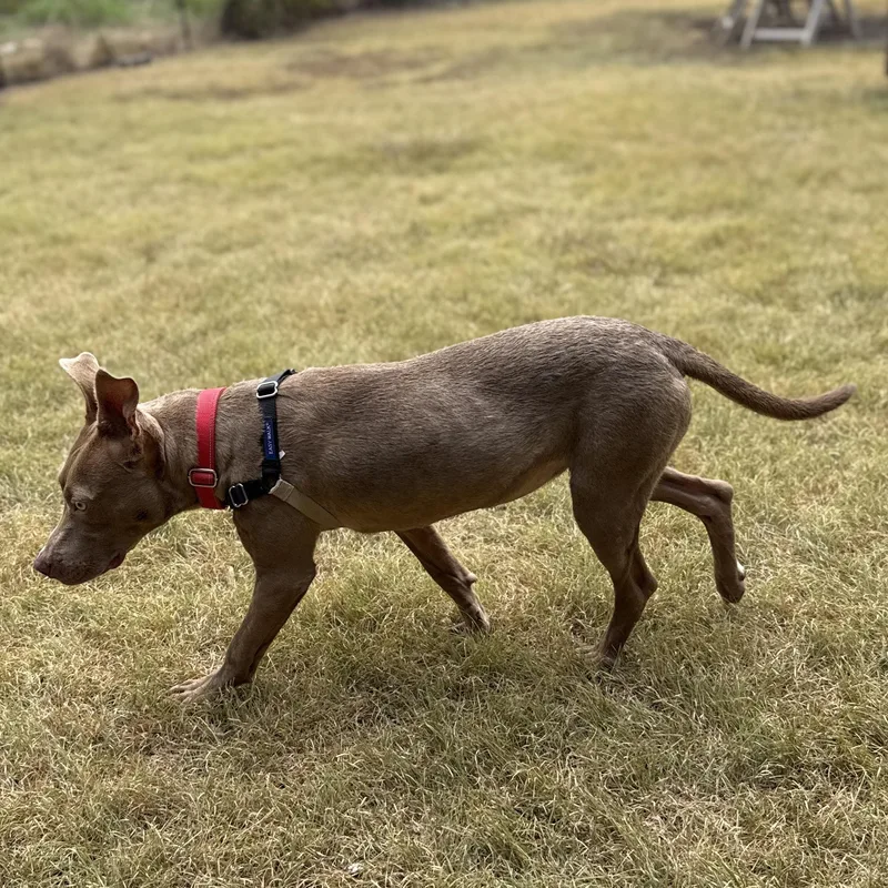 A baby medium-sized female Terrier dog named Bonnie for adoption in Bulverde, TX