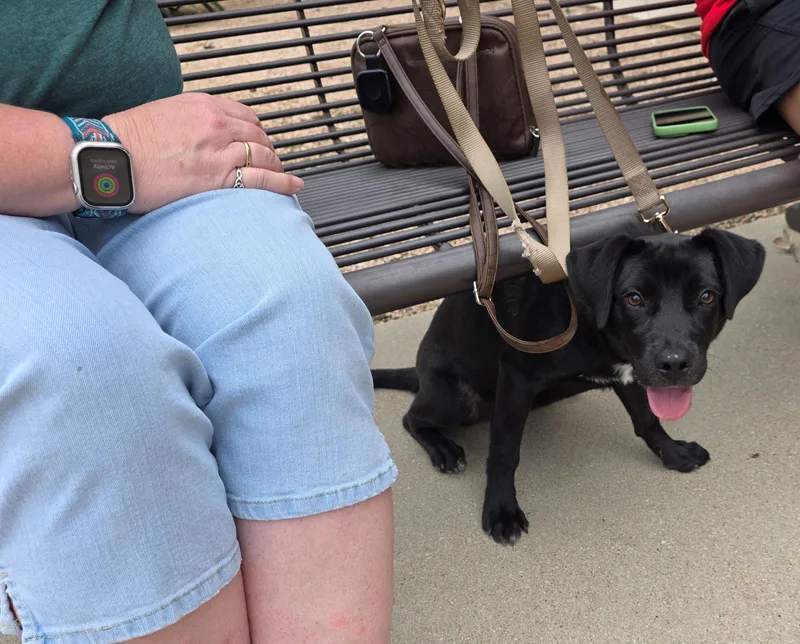A baby medium-sized female Black Mixed Breed dog named Gracie May for adoption in Pflugerville, TX