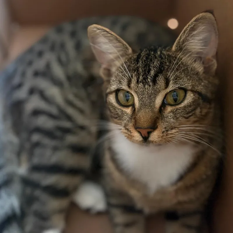 A young small-sized female Brown / Chocolate Domestic Medium Hair cat named Mabel for adoption in Montgomery, AL