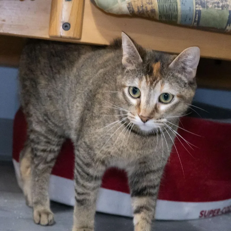 A young medium-sized female Torbie Domestic Short Hair cat named Bindi for adoption in McKean, PA