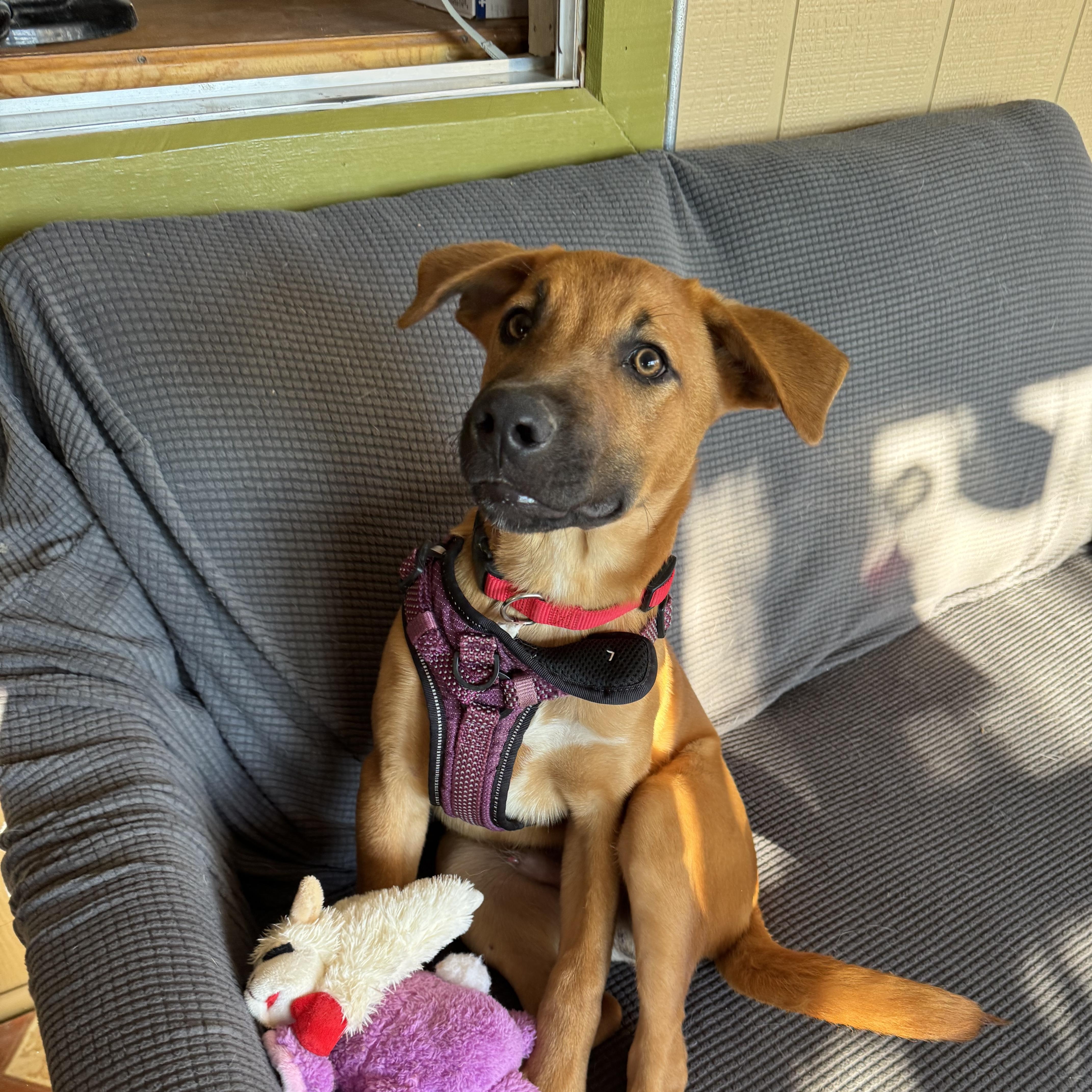 A baby large-sized male Brown / Chocolate German Shepherd Dog named Homer for adoption in Williamsburg, NM