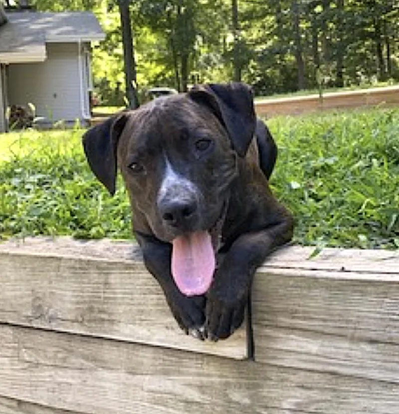 An adult large-sized male Brown / Chocolate Pit Bull Terrier dog named Cooper for adoption in Amherst, MA