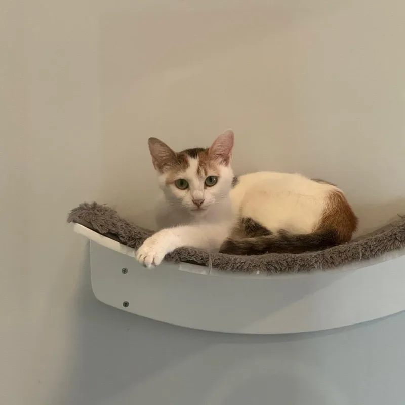 A young medium-sized female Gray & White Domestic Short Hair cat named Karen for adoption in Monroe, NC