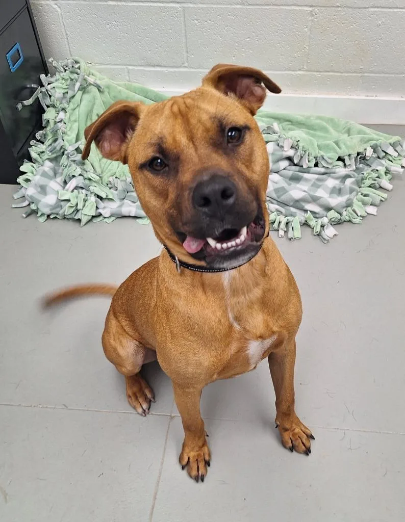 A baby medium-sized male Boxer dog named Odie for adoption in Noble, OK