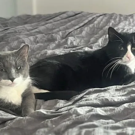 A young large-sized male Tabby (Brown / Chocolate) Domestic Short Hair cat named Bam And Jace for adoption in Melrose, MA