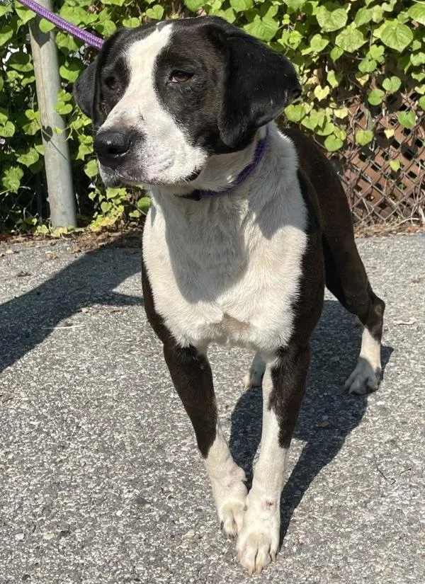 An adult large-sized male Pit Bull Terrier dog named Bernie Mac for adoption in Mobile, AL