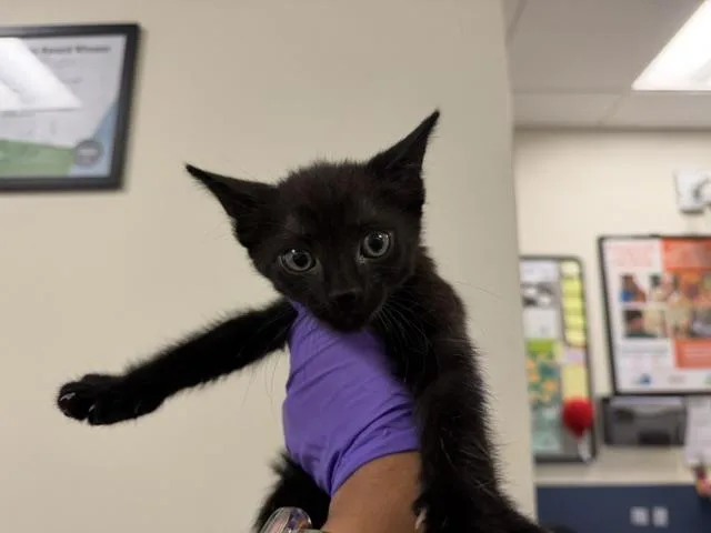 A baby small-sized male Domestic Short Hair cat named Zack for adoption in Miami, FL